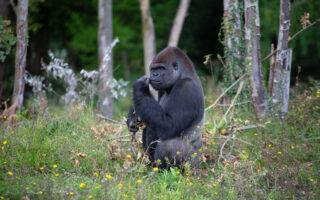 © Wow Safari Thoiry