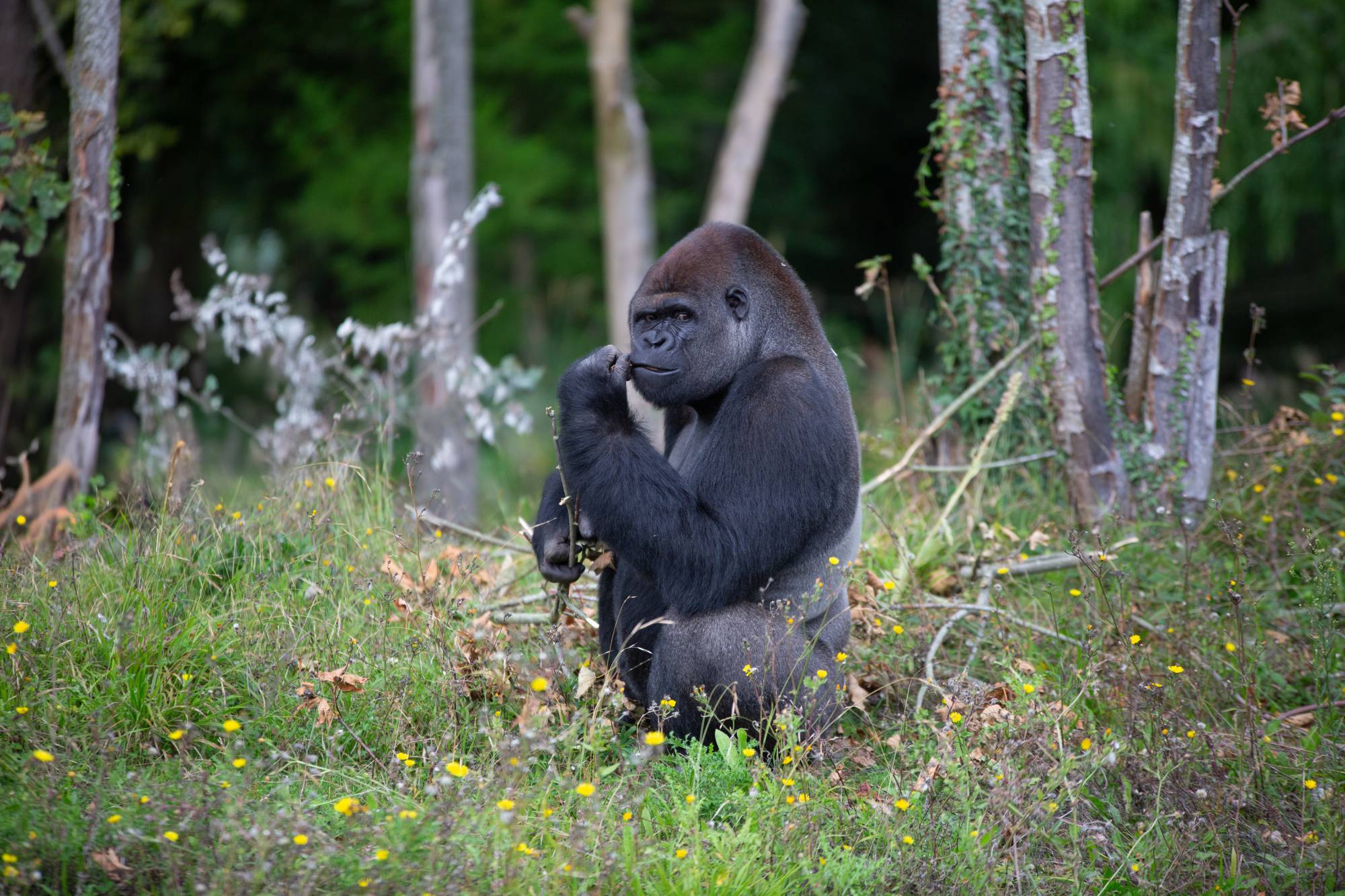 © Wow Safari Thoiry