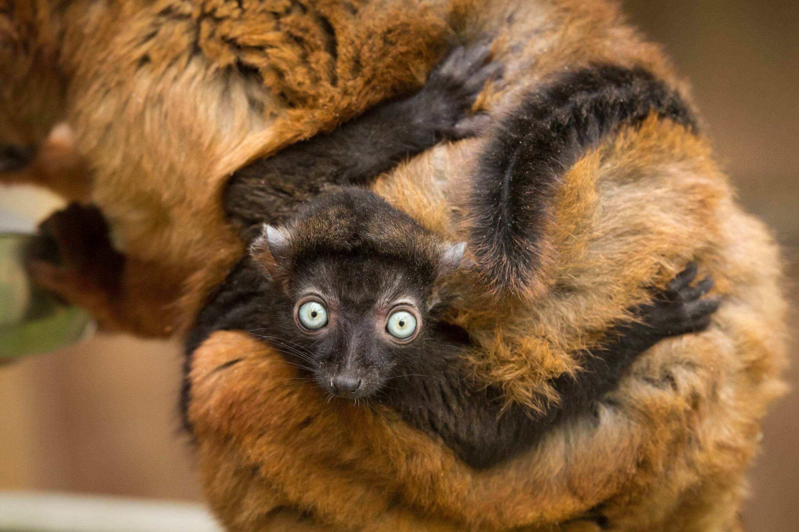 © Mulhouse Alsace Agglomération - m2A / Michel Foos