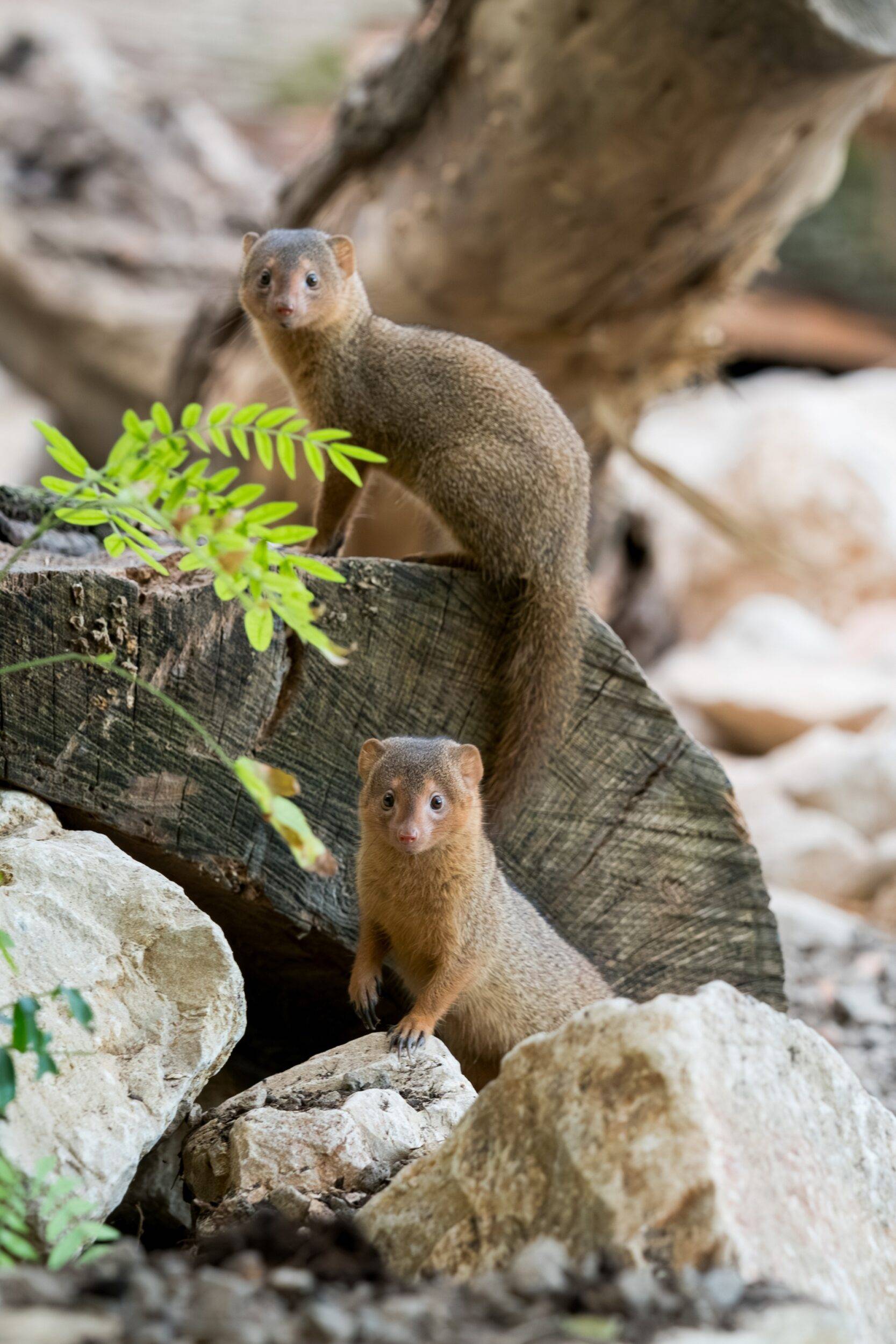 © Mulhouse Alsace Agglomération - m2A / Marie Nussbaumer