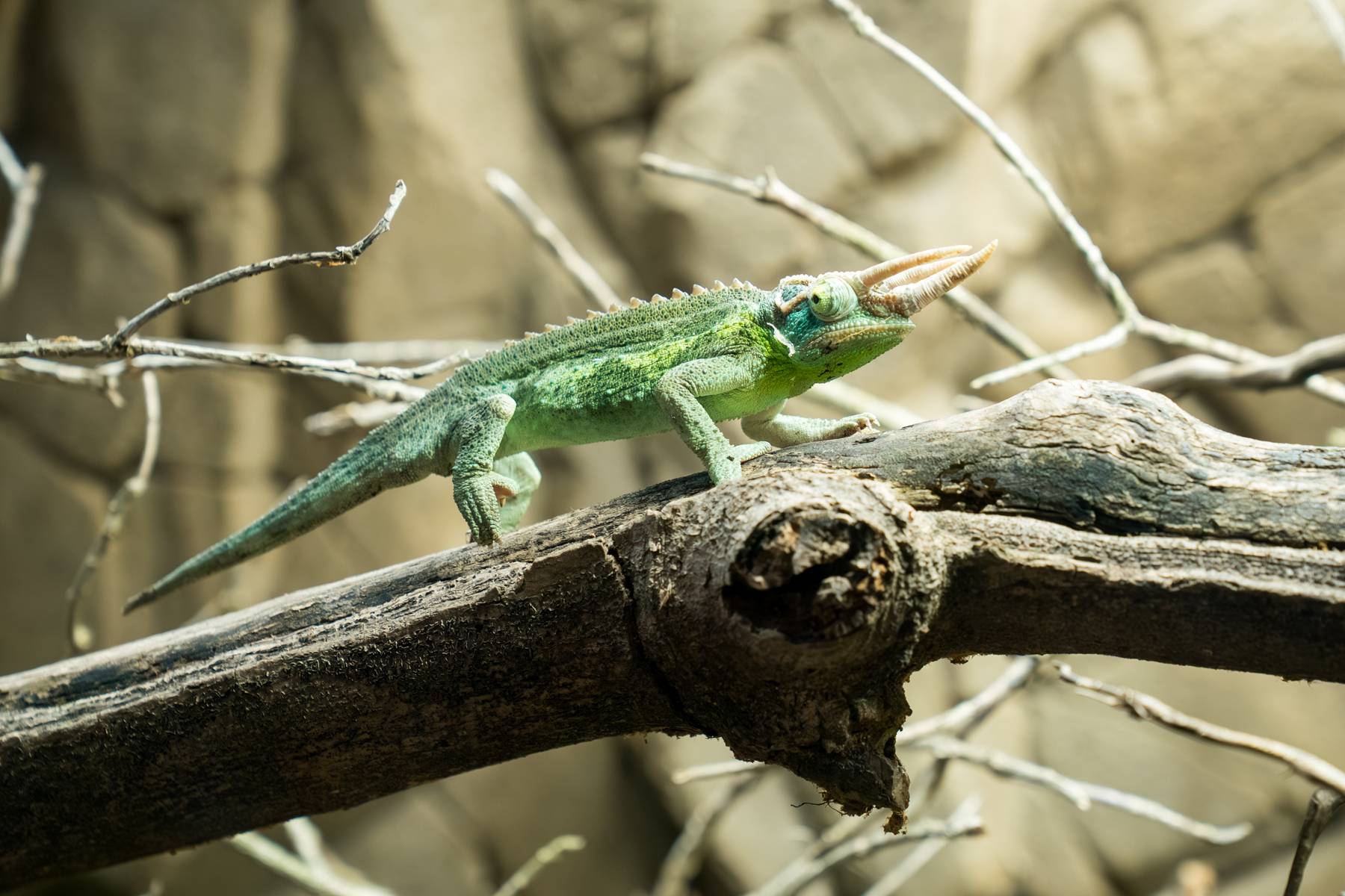 © Mulhouse Alsace Agglomération - m2A / Marie Nussbaumer