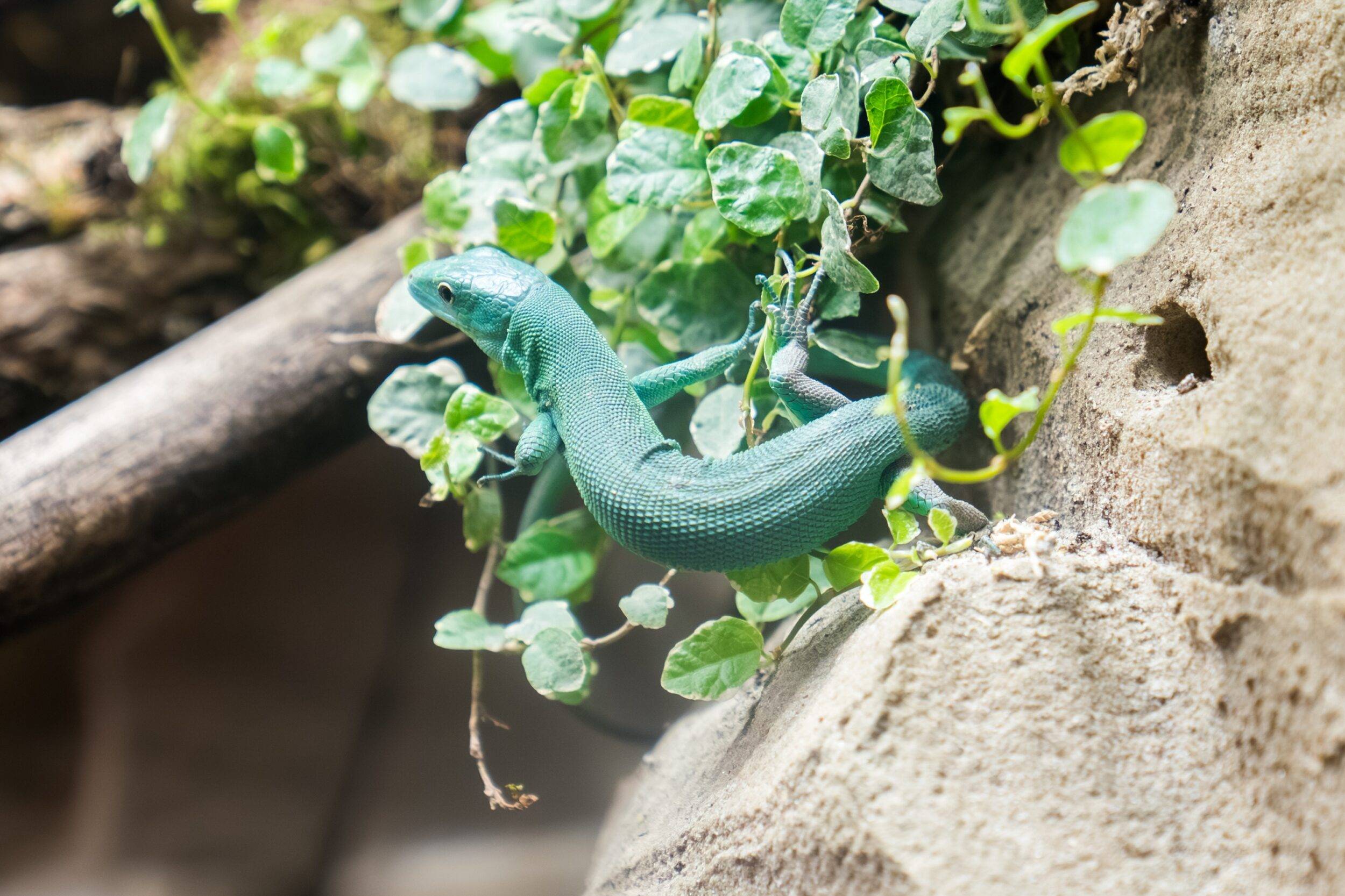 © Mulhouse Alsace Agglomération - m2A / Marie Nussbaumer