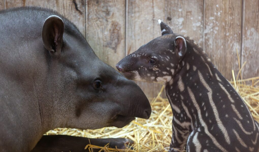 © ZooParc de Beauval