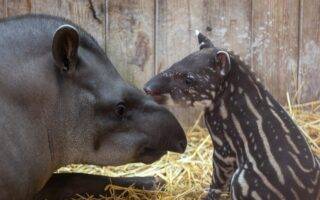 © ZooParc de Beauval