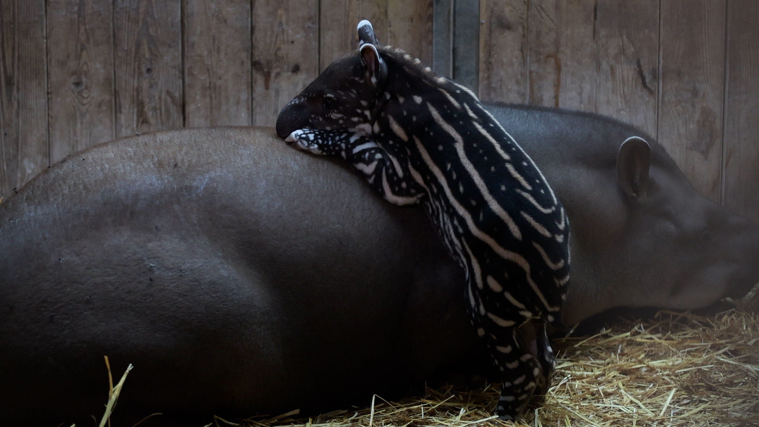 © ZooParc de Beauval