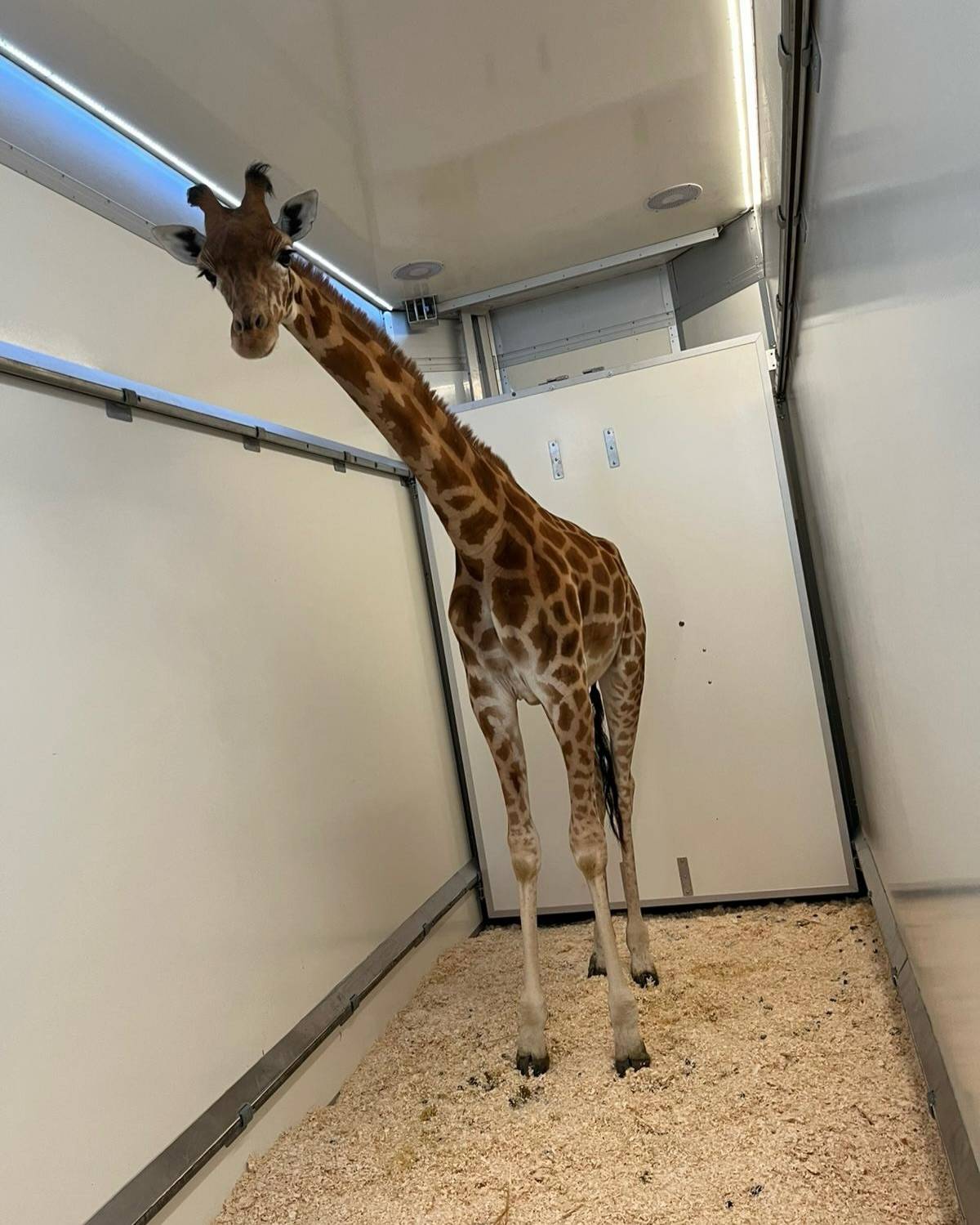 © Zoo de Champrépus