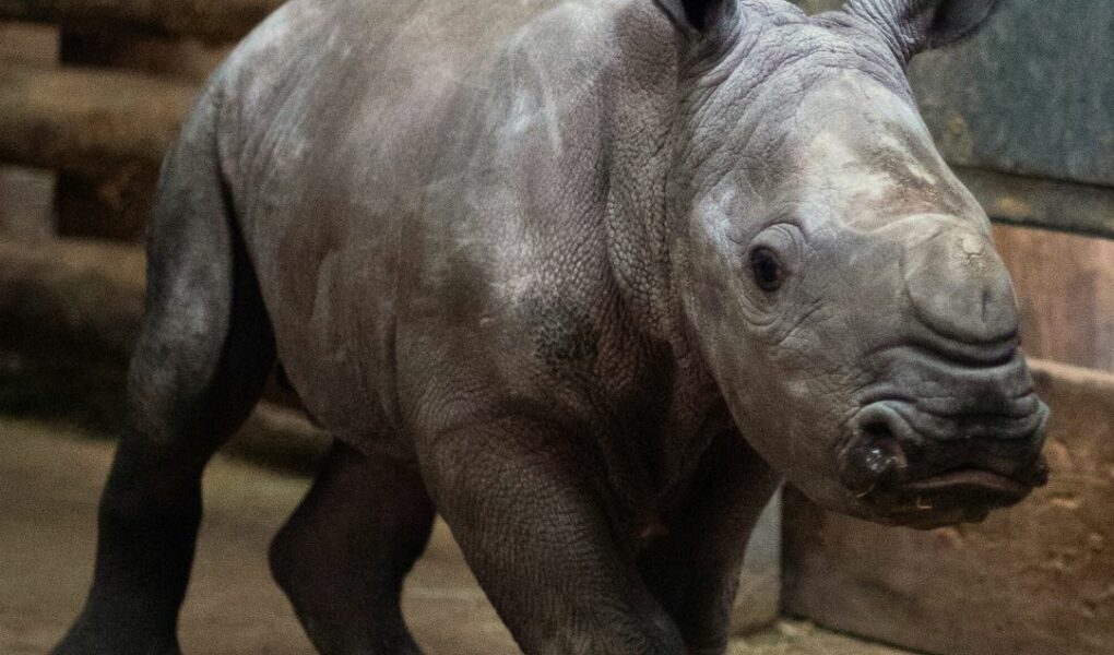 © Zoo de La Boissière du Doré