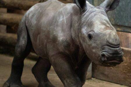 © Zoo de La Boissière du Doré