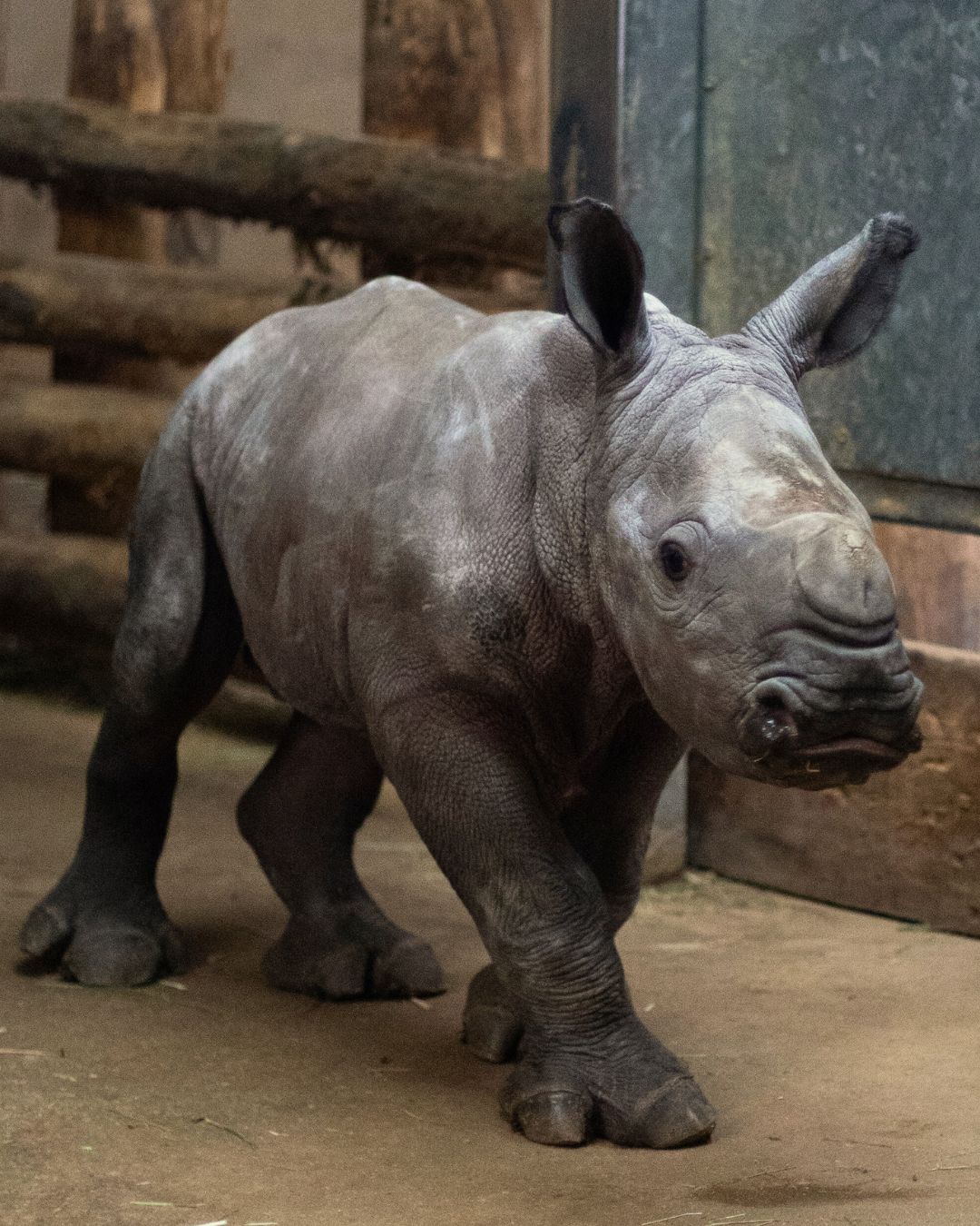 © Zoo de La Boissière du Doré