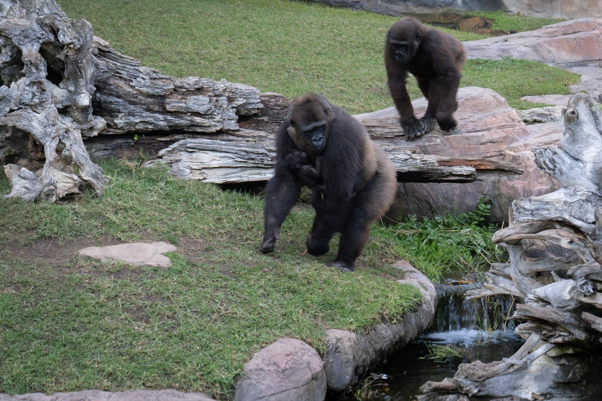 © Bioparc Fuengirola