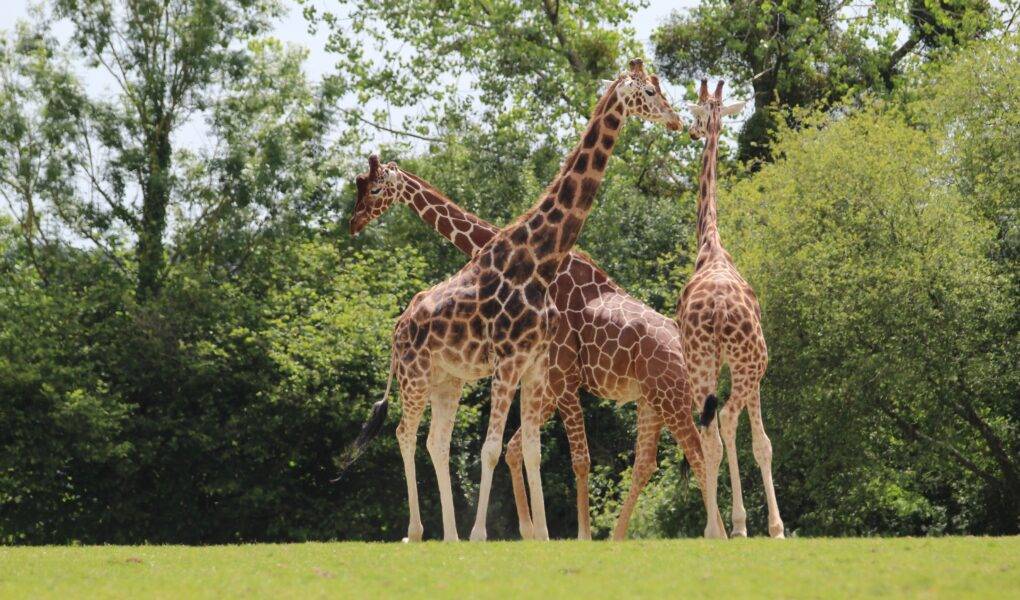 © Victor Lahcen - Nature et Zoo