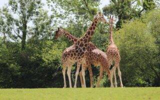 © Victor Lahcen - Nature et Zoo