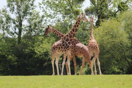 © Victor Lahcen - Nature et Zoo