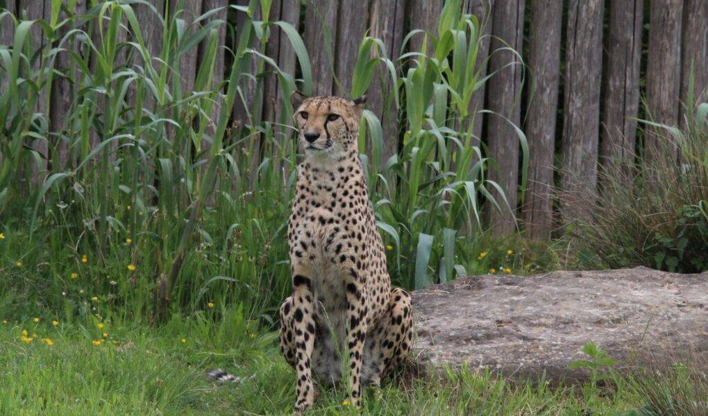 © Victor Lahcen - Nature et Zoo