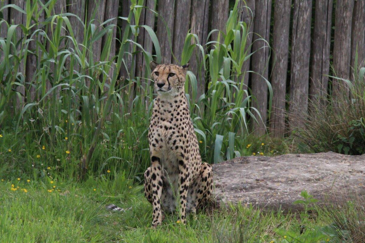 © Victor Lahcen - Nature et Zoo
