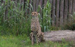 © Victor Lahcen - Nature et Zoo