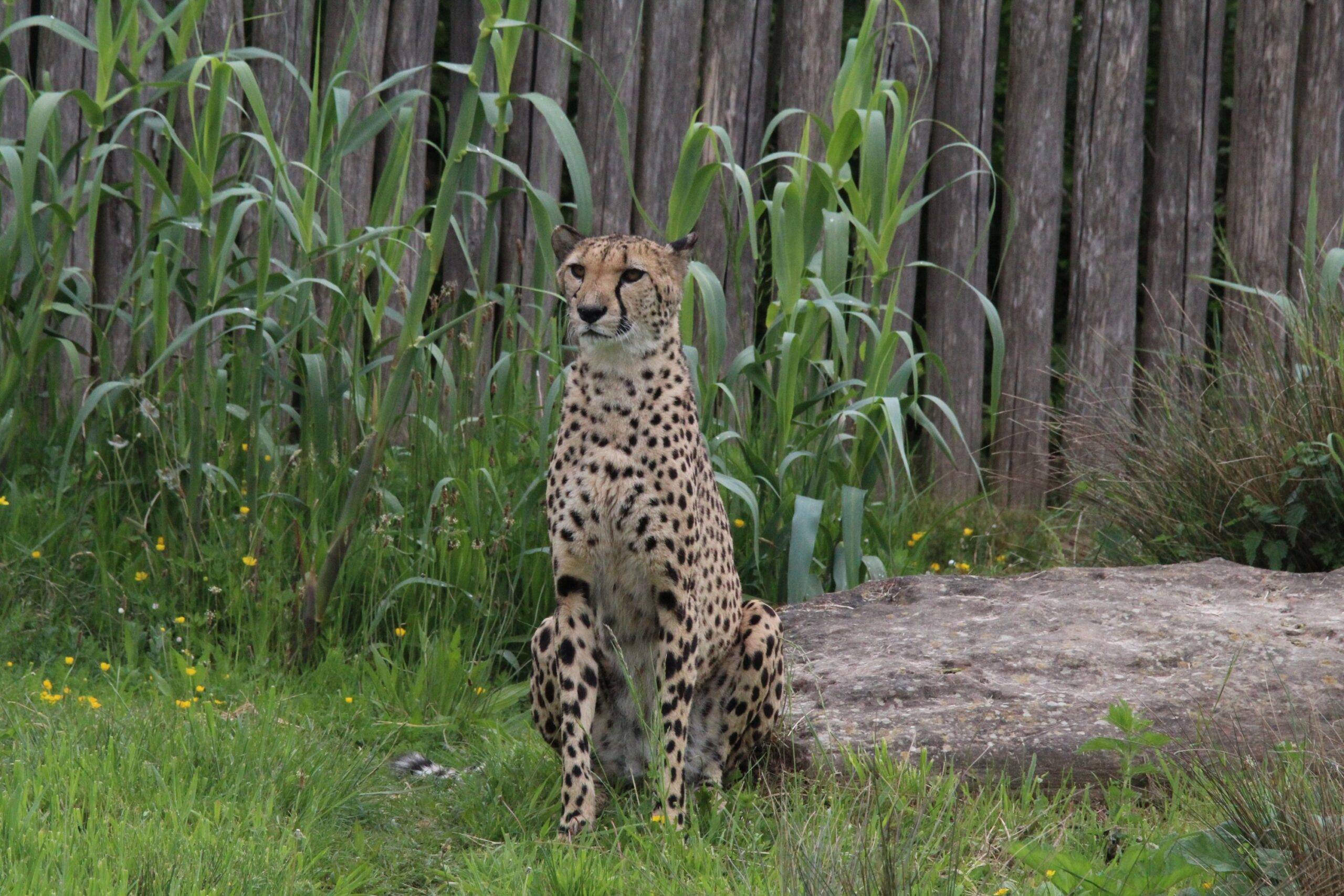 © Victor Lahcen - Nature et Zoo
