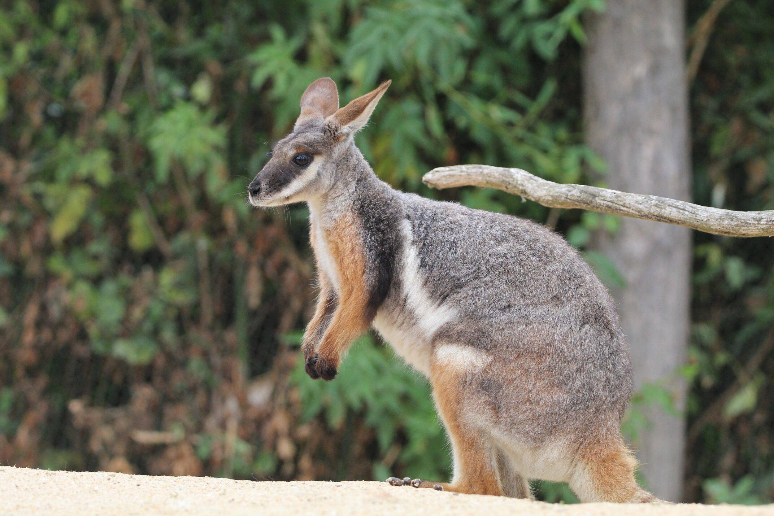 © Victor Lahcen - Nature et Zoo
