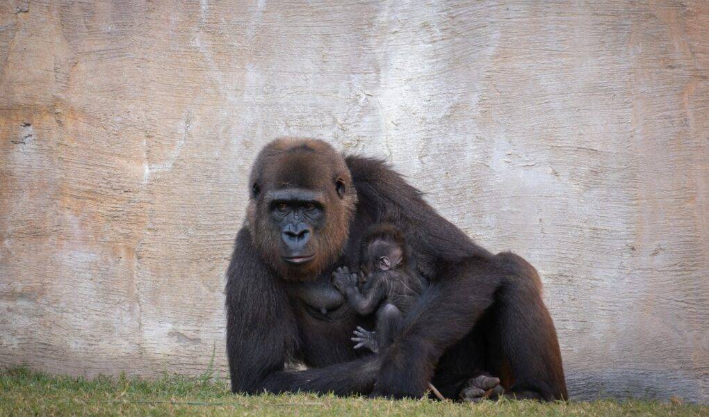 © Bioparc Fuengirola