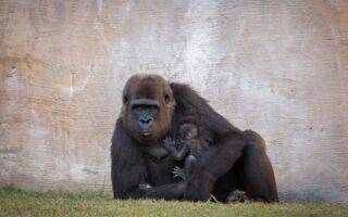 © Bioparc Fuengirola