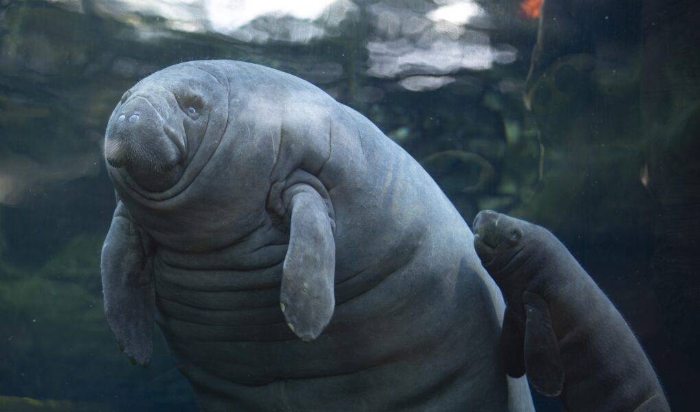 © ZooParc de Beauval