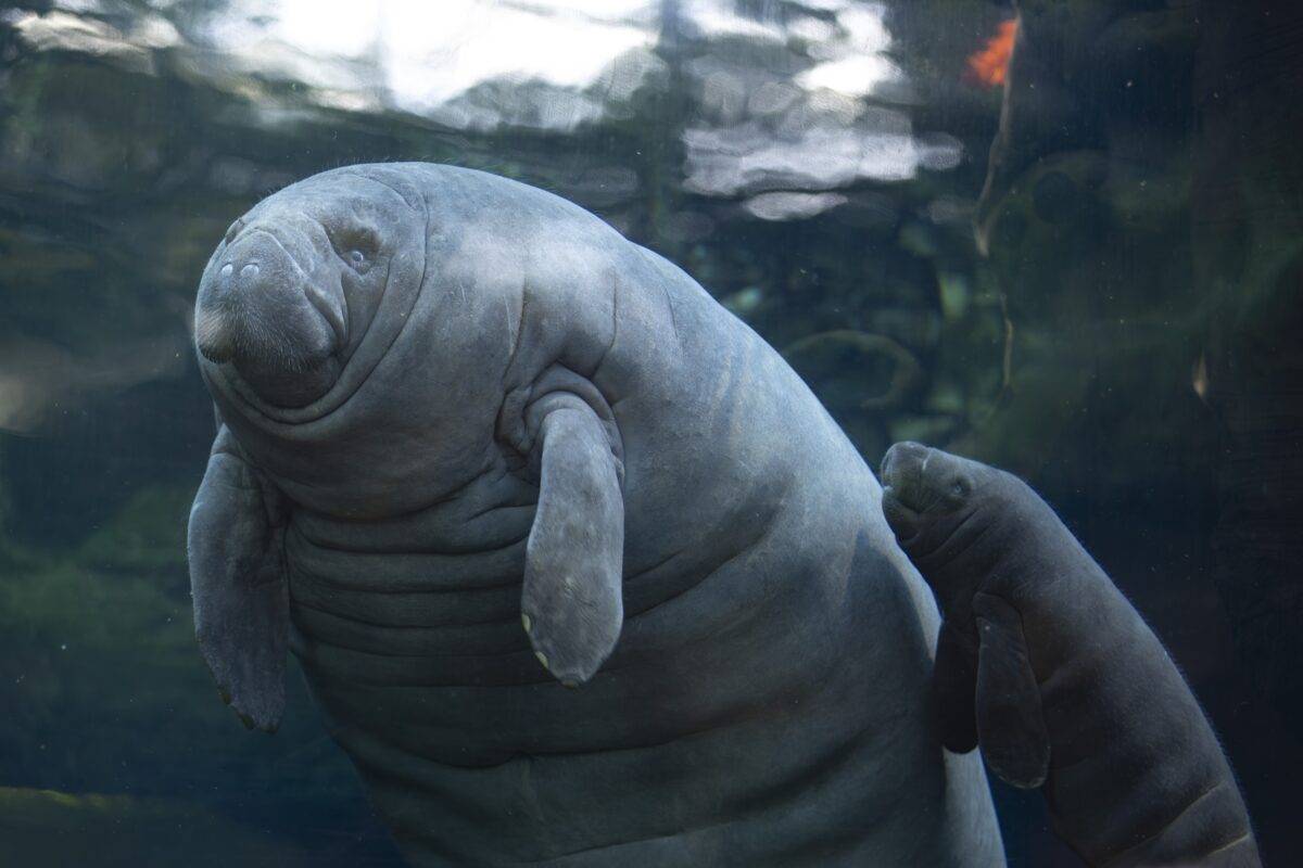 © ZooParc de Beauval