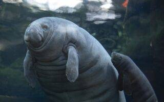 © ZooParc de Beauval