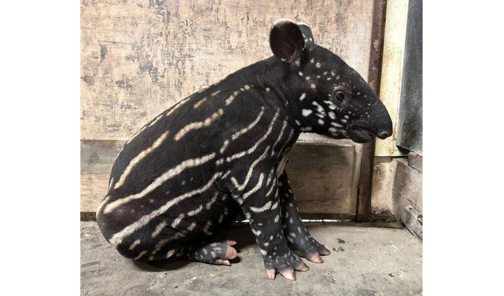 © ZooParc de Trégomeur