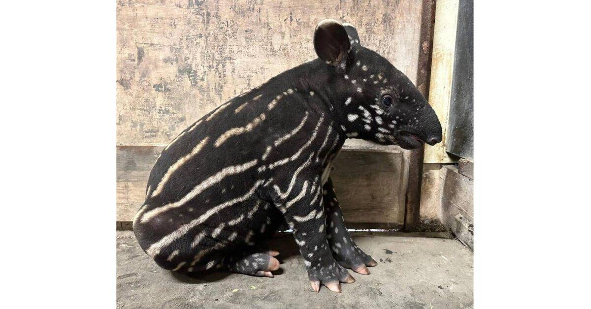 © ZooParc de Trégomeur