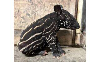 © ZooParc de Trégomeur