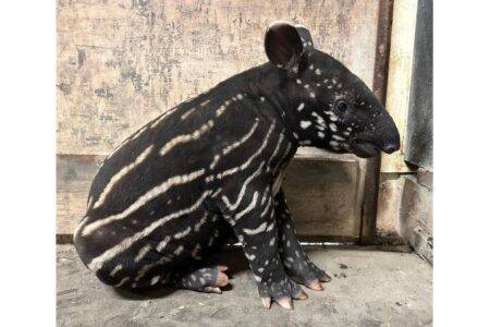 © ZooParc de Trégomeur