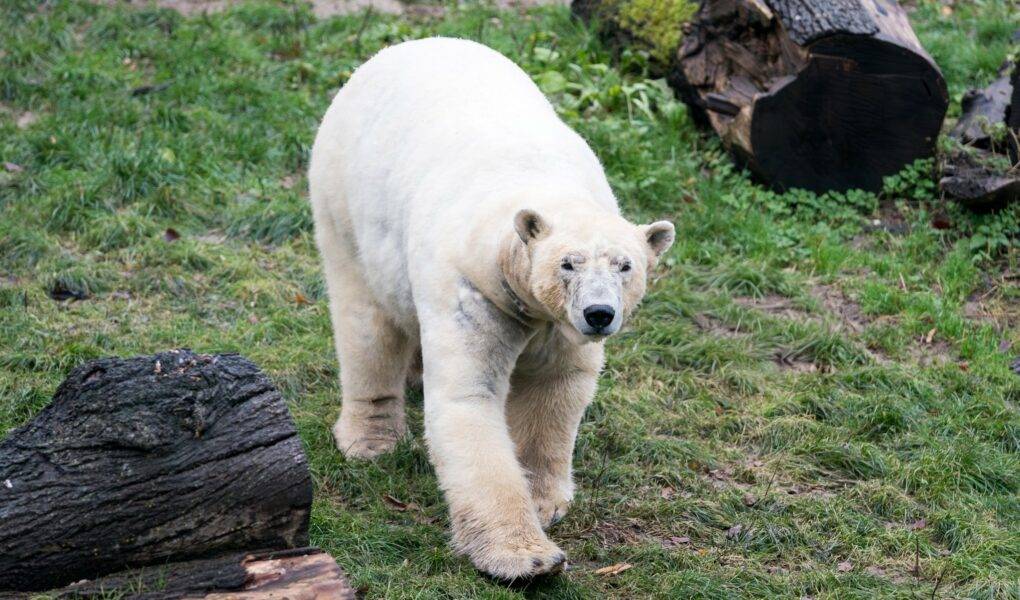© m2A / Parc Zoologique & Botanique de Mulhouse