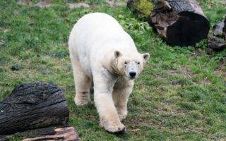 © m2A / Parc Zoologique & Botanique de Mulhouse
