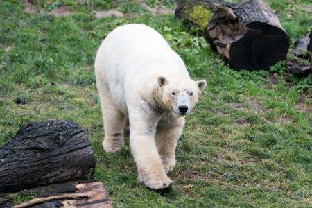 © m2A / Parc Zoologique & Botanique de Mulhouse