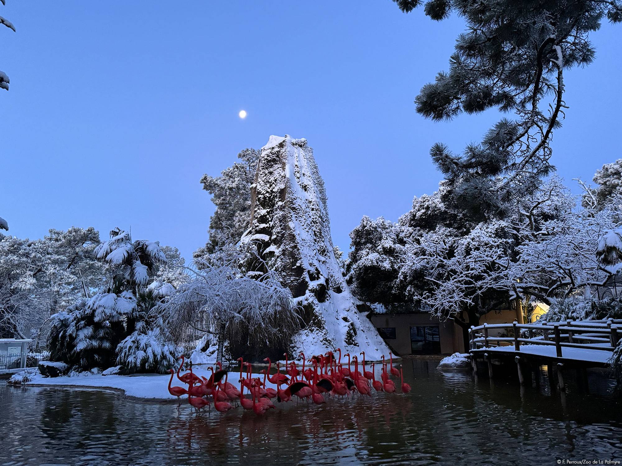 © F. Perroux - Zoo de La Palmyre