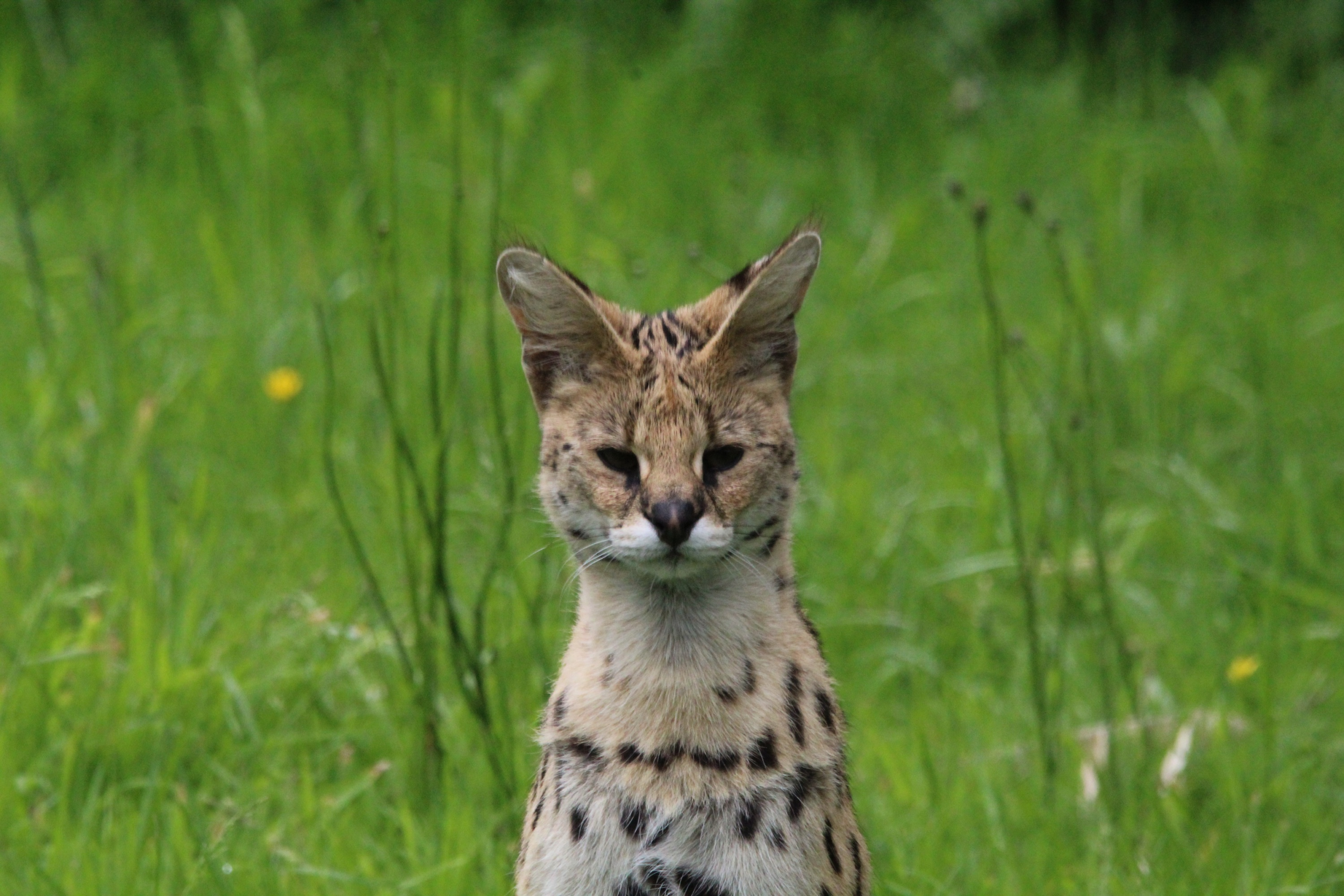 © Victor Lahcen - Nature et Zoo