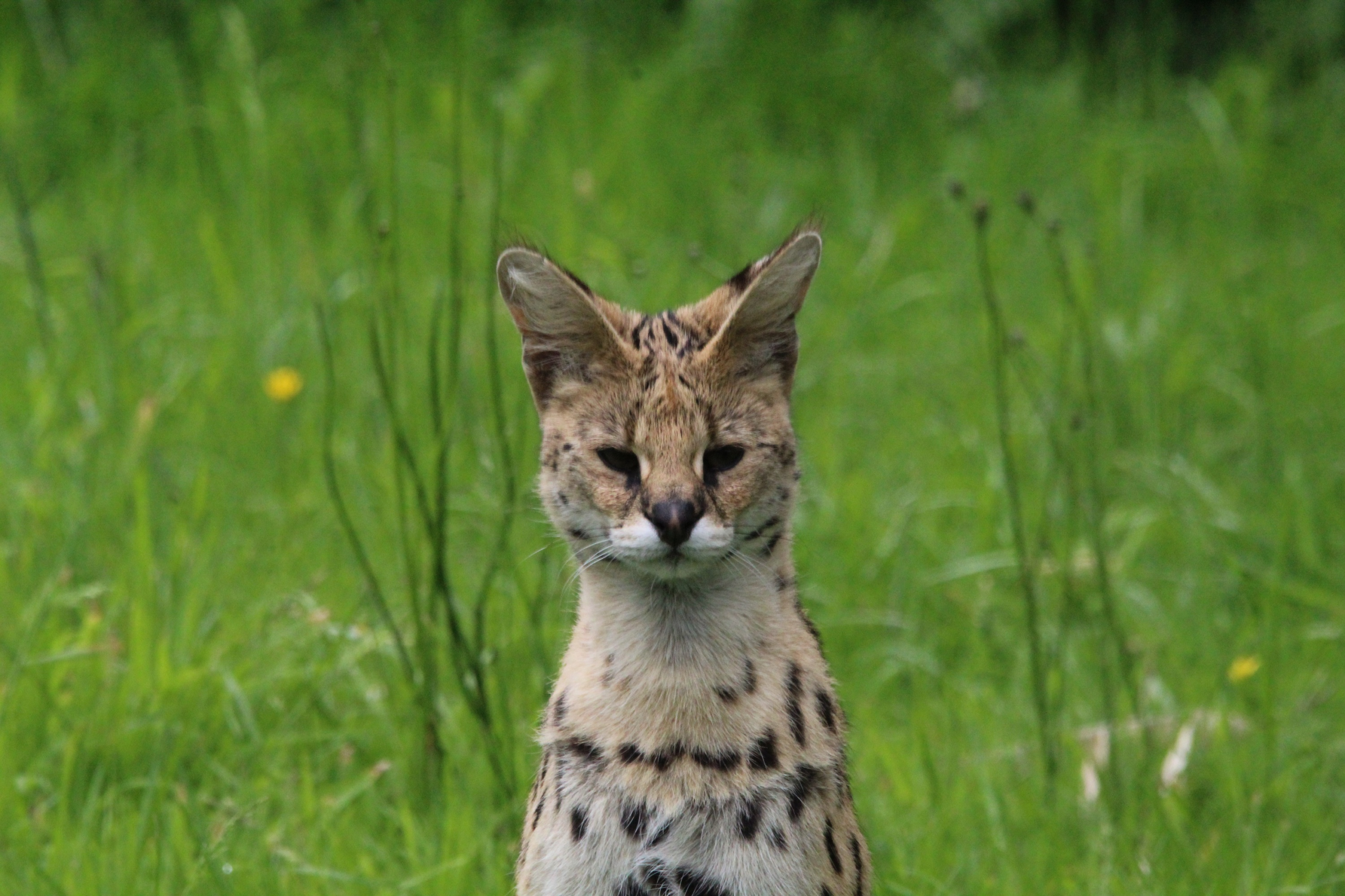 © Victor Lahcen - Nature et Zoo