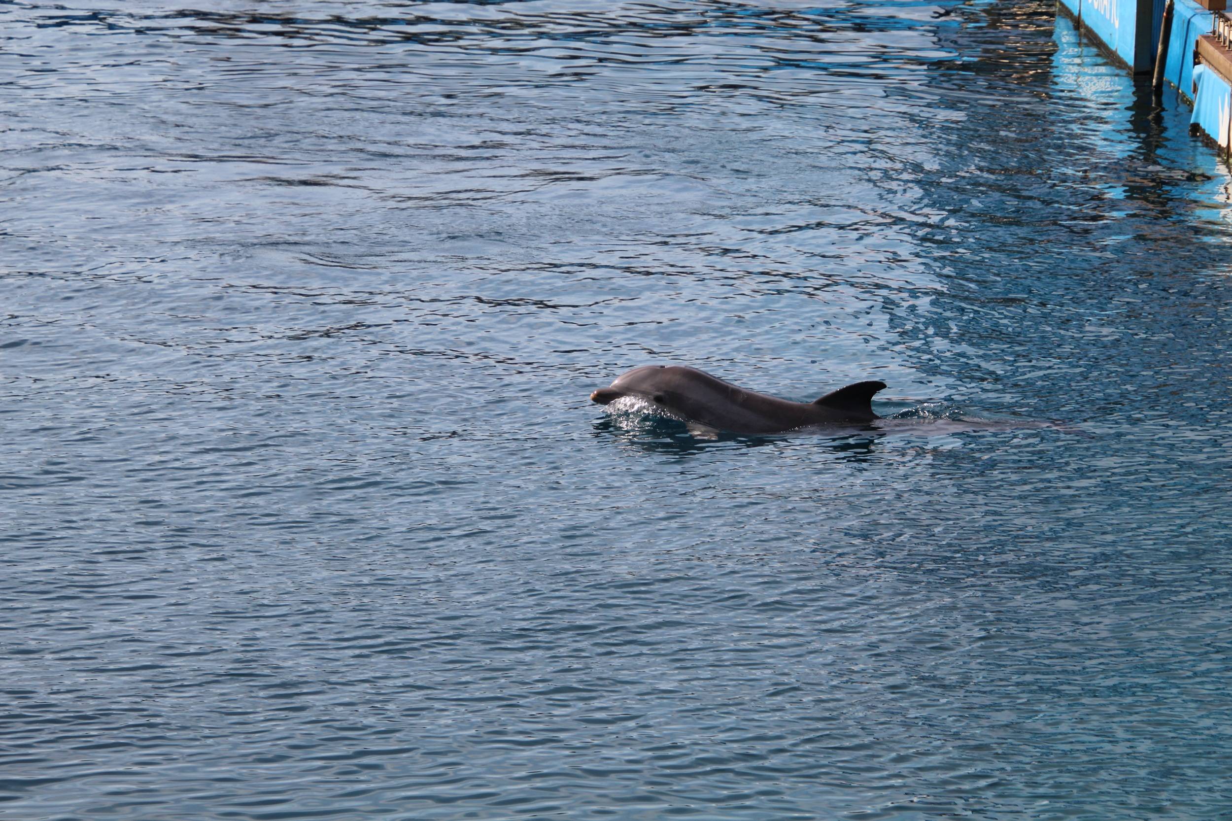 © Victor Lahcen - Nature et Zoo