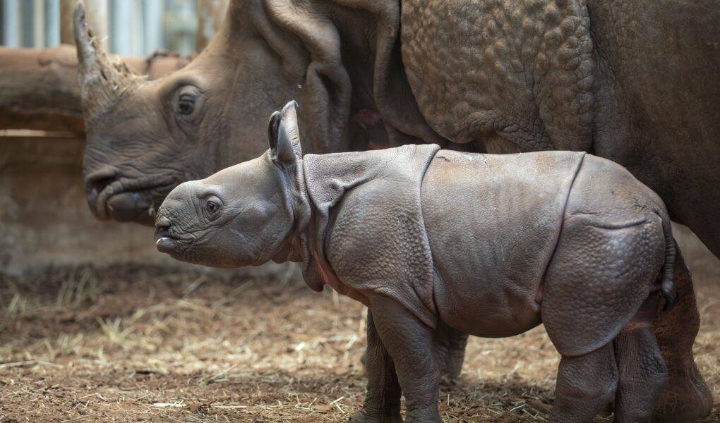 © ZooParc de Beauval
