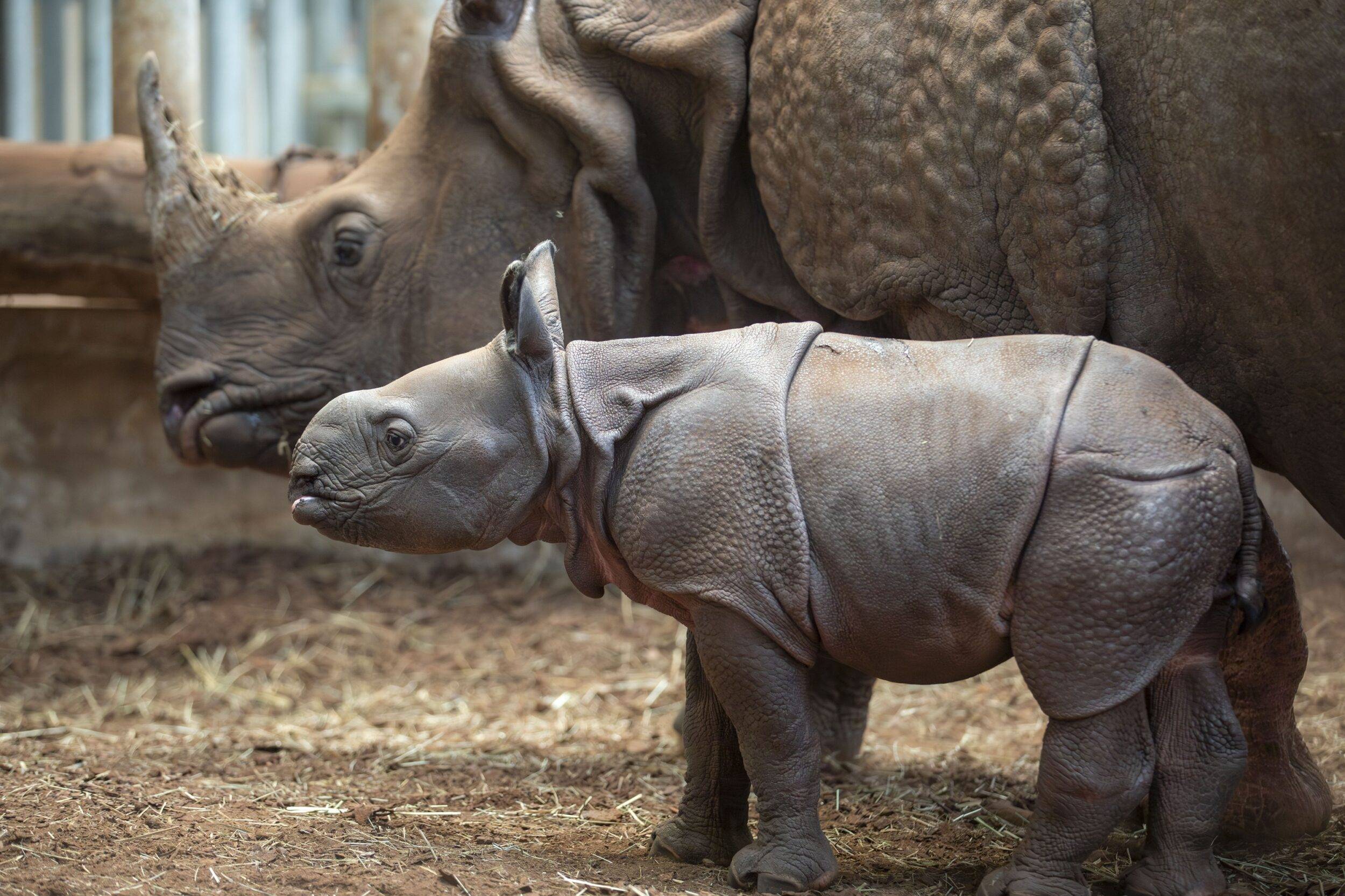 © ZooParc de Beauval