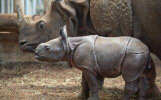 © ZooParc de Beauval