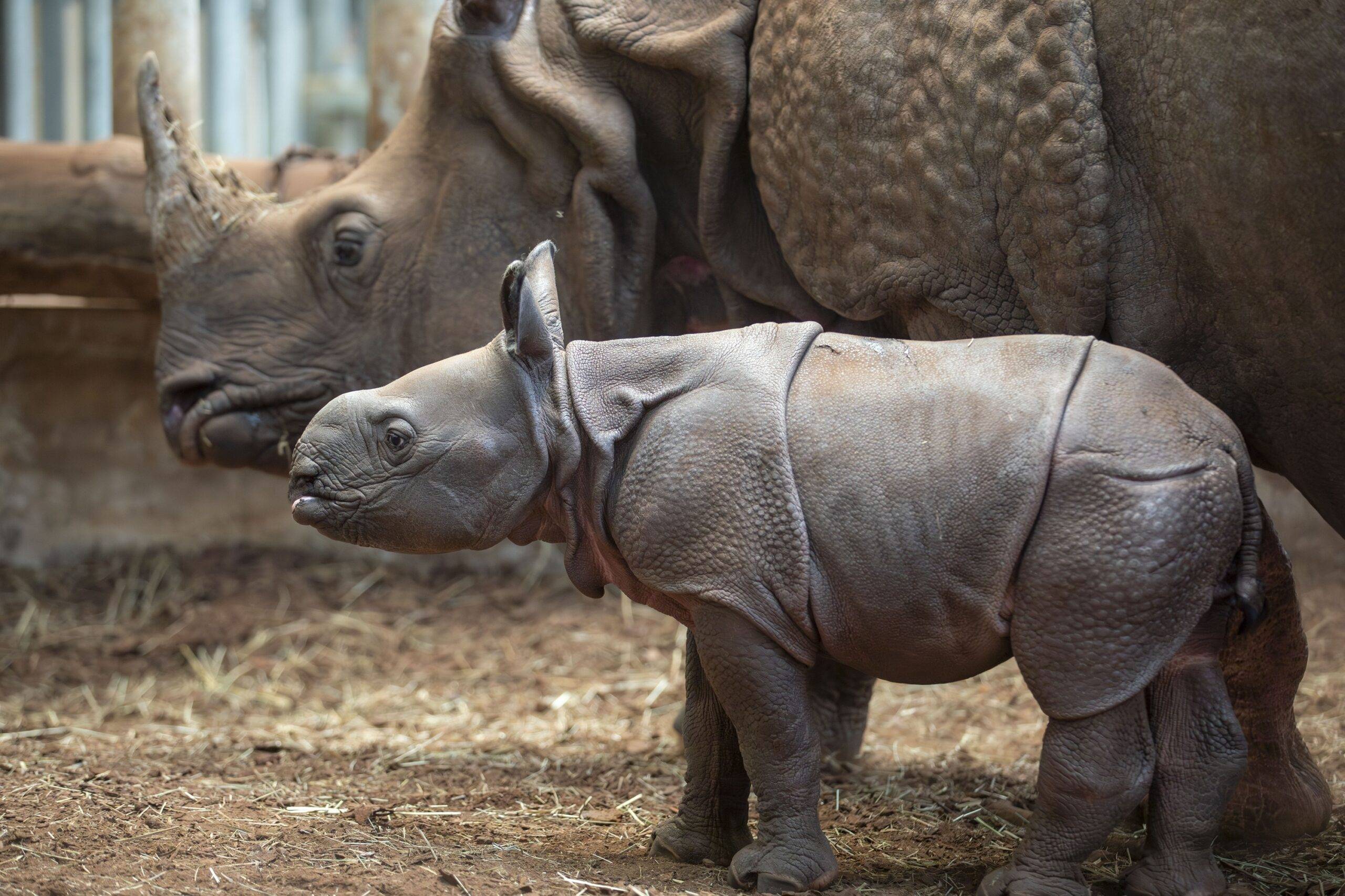 © ZooParc de Beauval