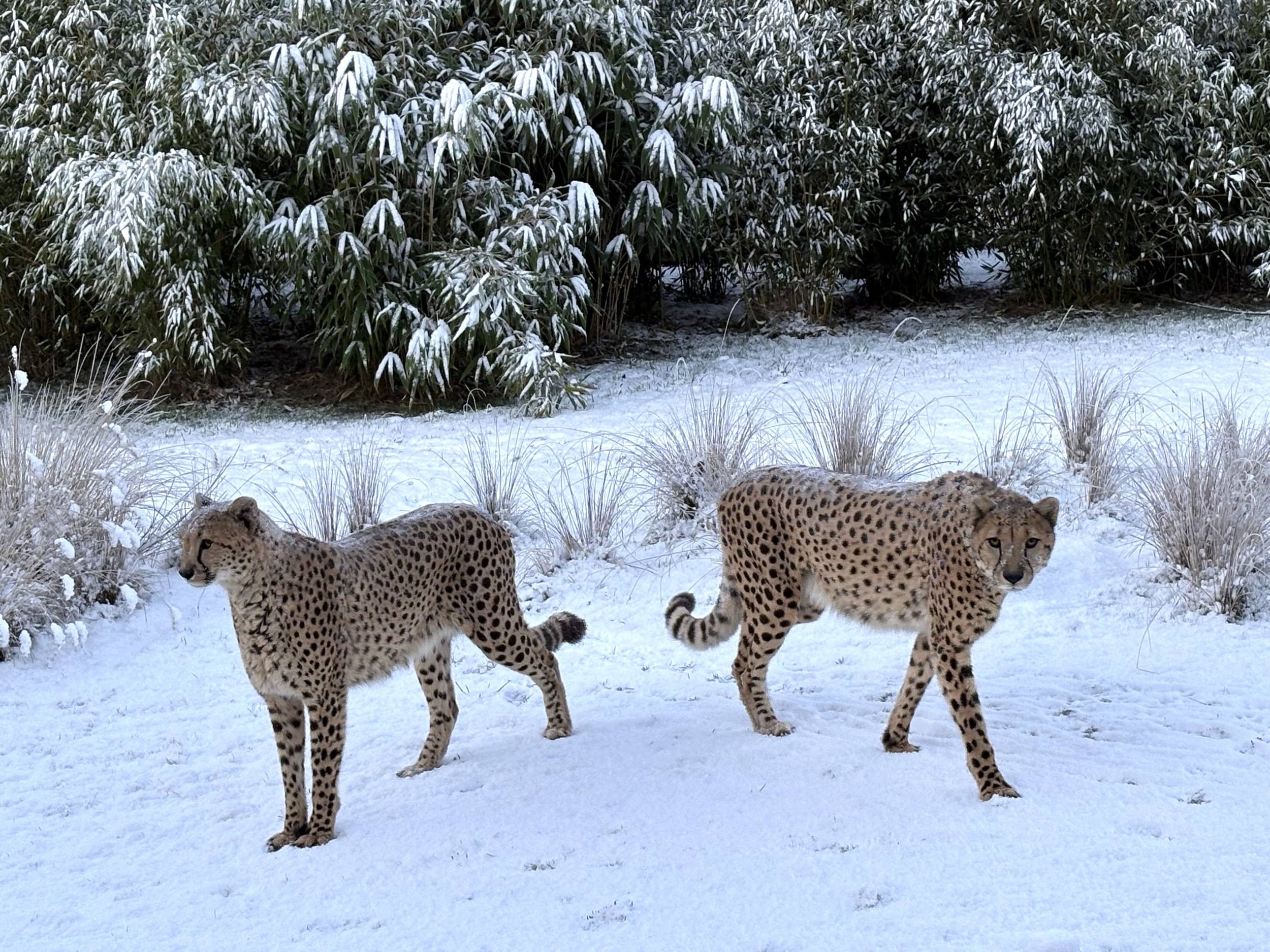 © Zoo de La Flèche