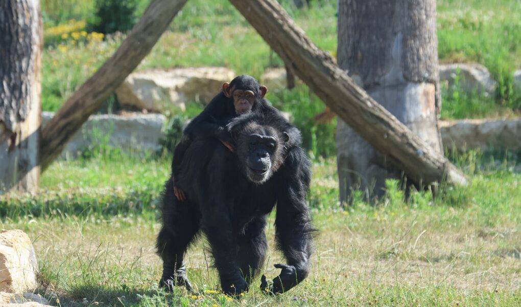 © Espace Zoologique de Saint-Martin-la-Plaine