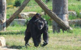 © Espace Zoologique de Saint-Martin-la-Plaine