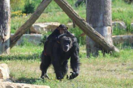 © Espace Zoologique de Saint-Martin-la-Plaine