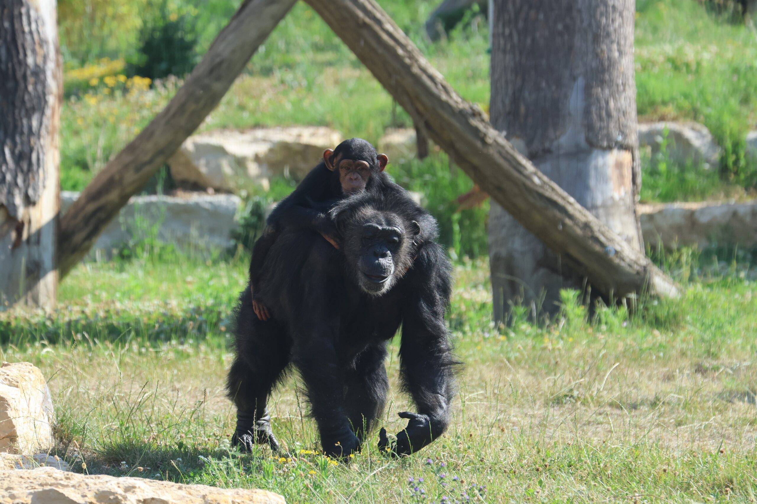 © Espace Zoologique de Saint-Martin-la-Plaine