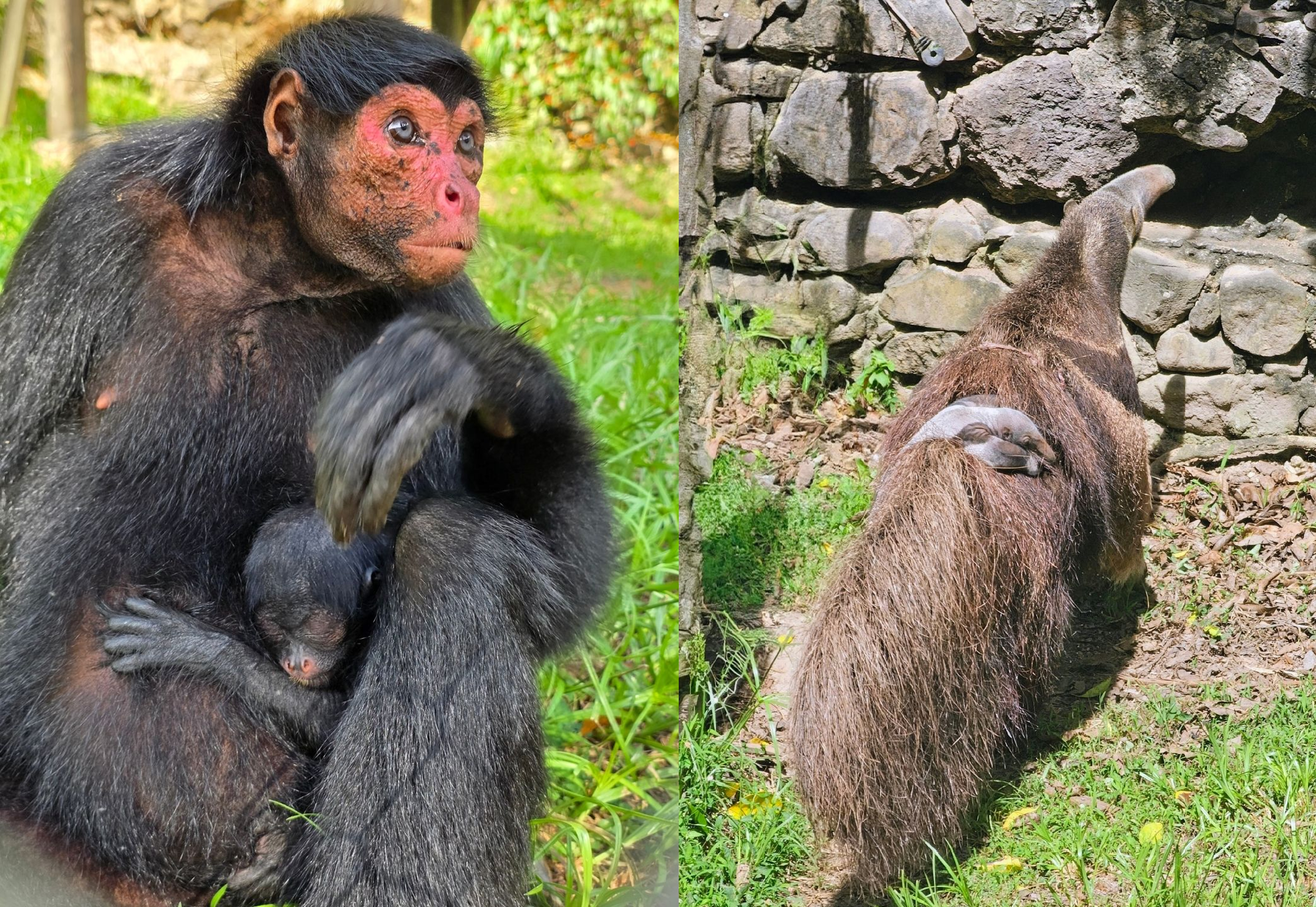 © Zoo de Martinique