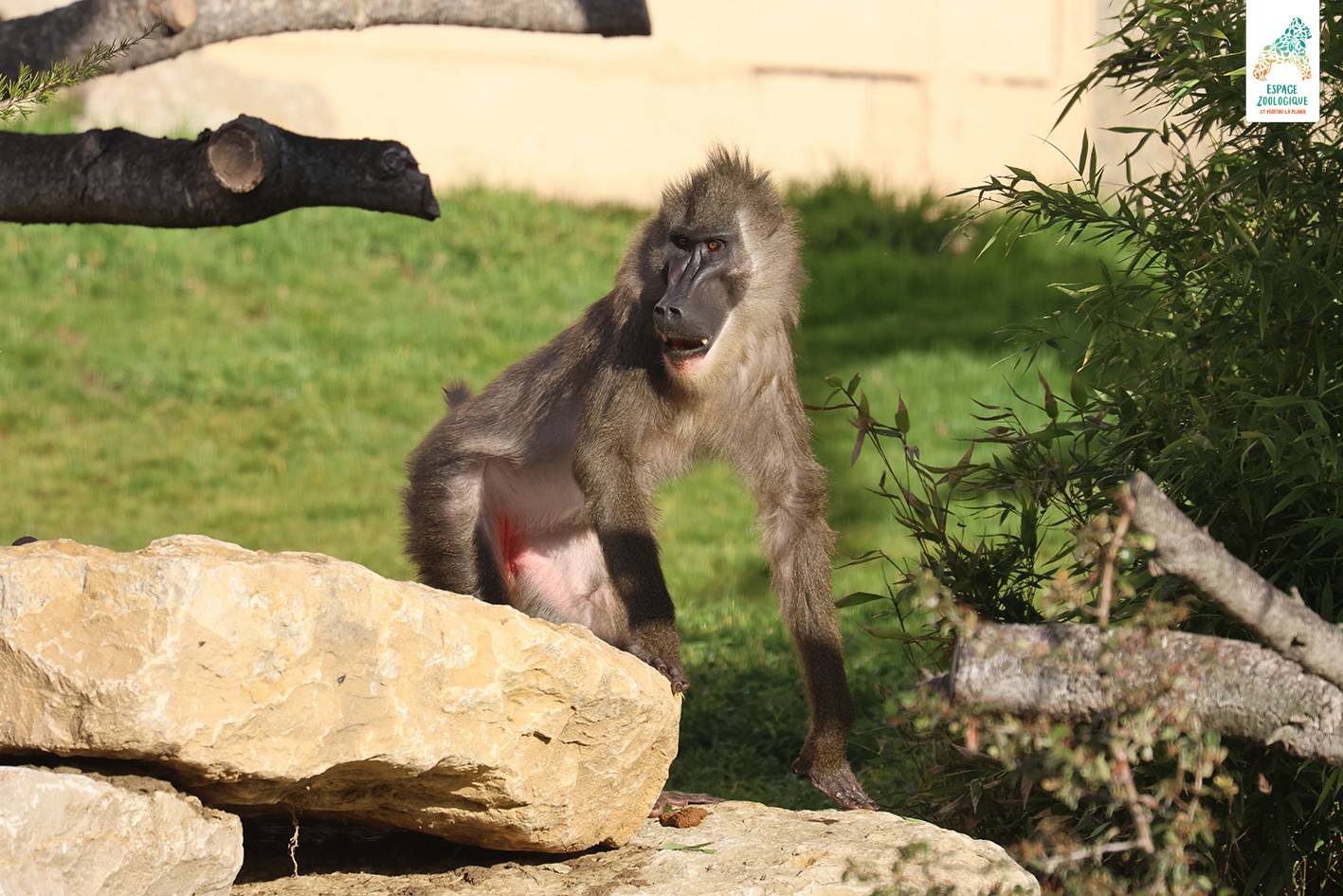 © Espace Zoologique de Saint-Martin-la-Plaine