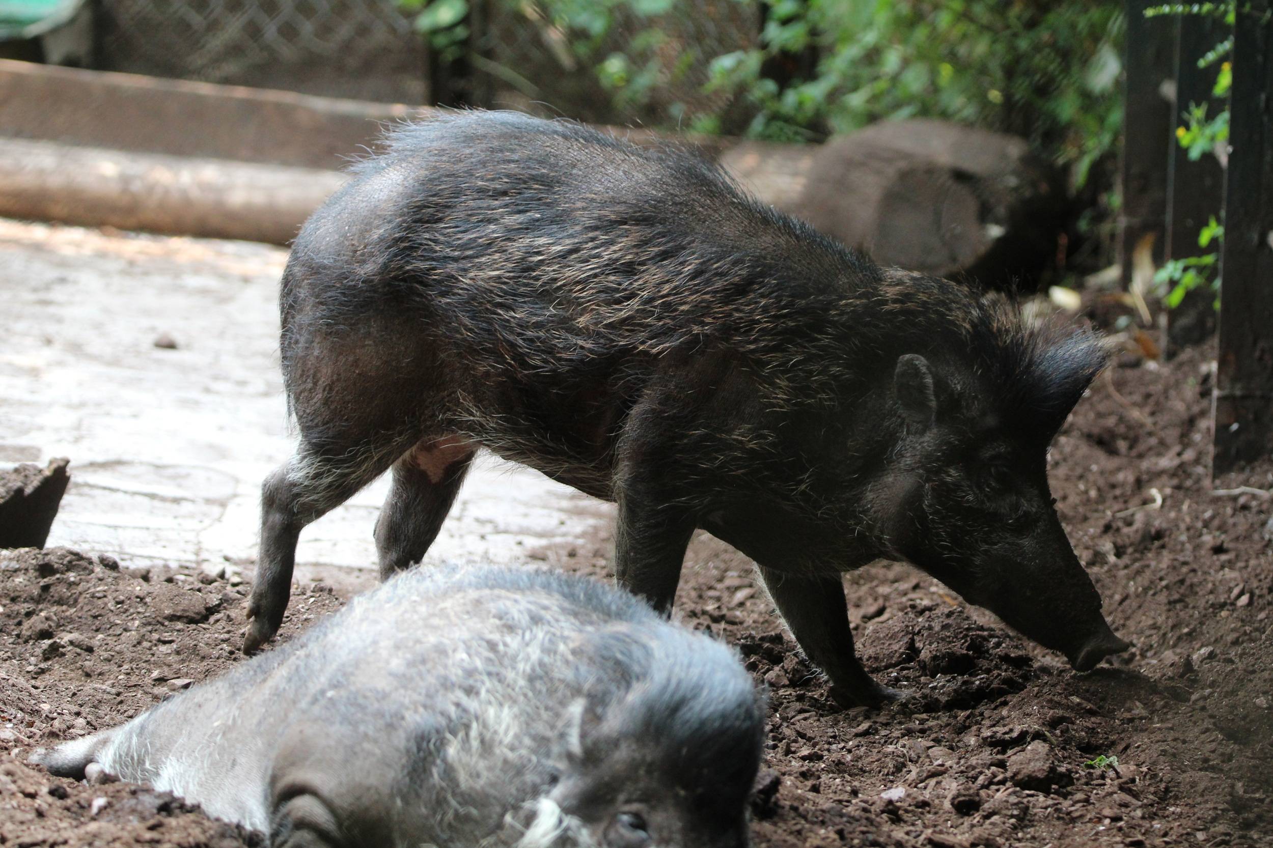 © Victor Lahcen - Nature et Zoo